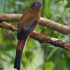 Trogon cannelle