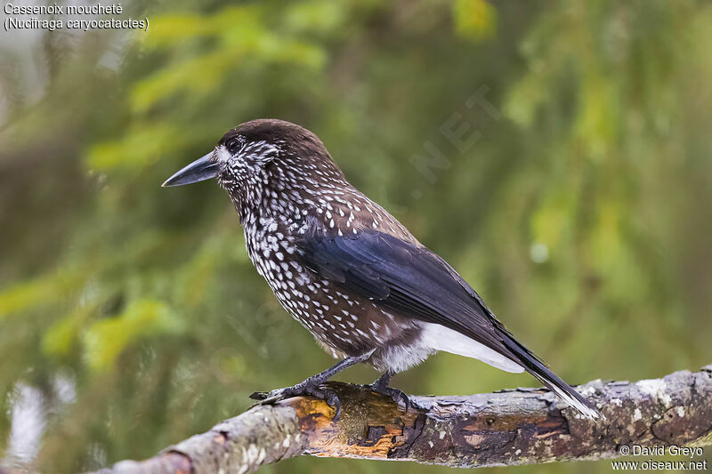 Cassenoix mouchetéadulte, identification