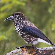 Northern Nutcracker