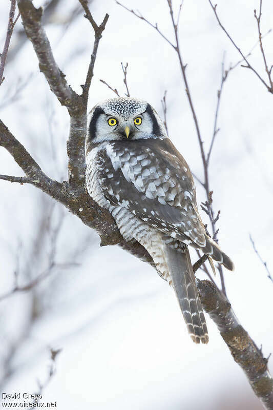 Northern Hawk-Owladult breeding, identification