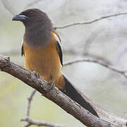 Rufous Treepie