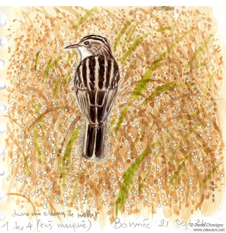 Zitting Cisticola, habitat