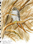 Eurasian Sparrowhawk