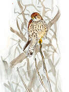 Common Kestrel