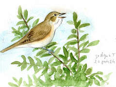 Garden Warbler