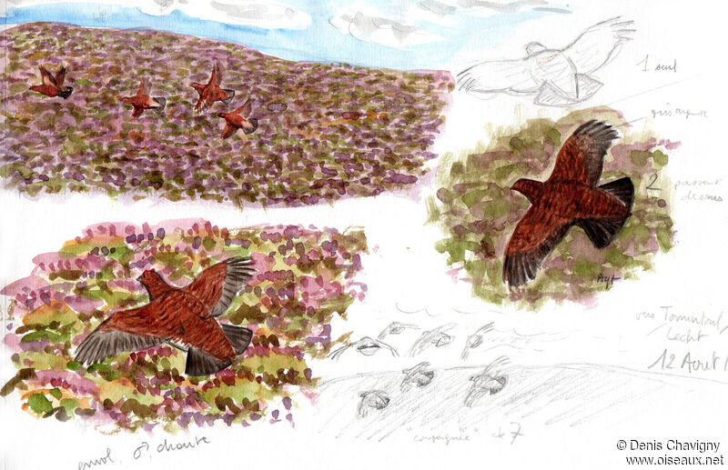 Red Grouse, habitat