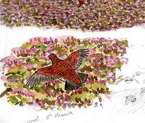 Red Grouse