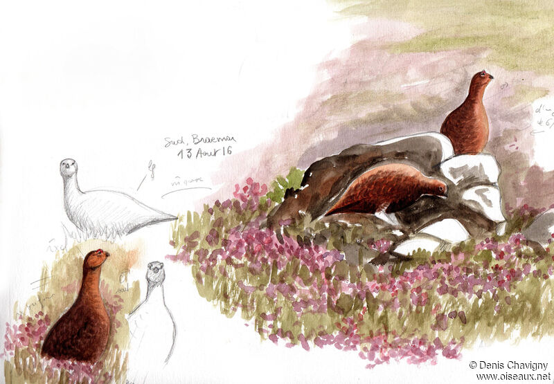 Red Grouse, habitat