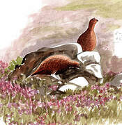 Red Grouse