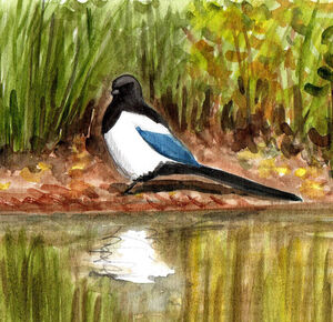 Eurasian Magpie Pica Pica