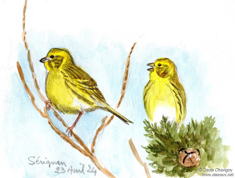 Serin cini mâle adulte, habitat