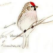 Redpoll