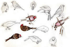 Redpoll