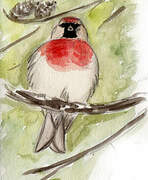 Redpoll