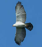 Aigle noir et blanc