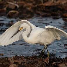 Aigrette neigeuse