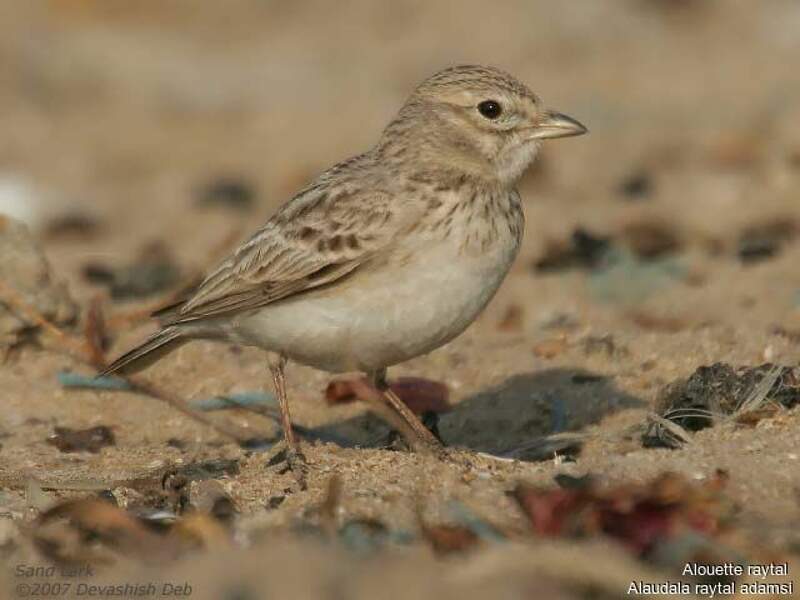 Sand Lark - Alaudala raytal adult - dede29720