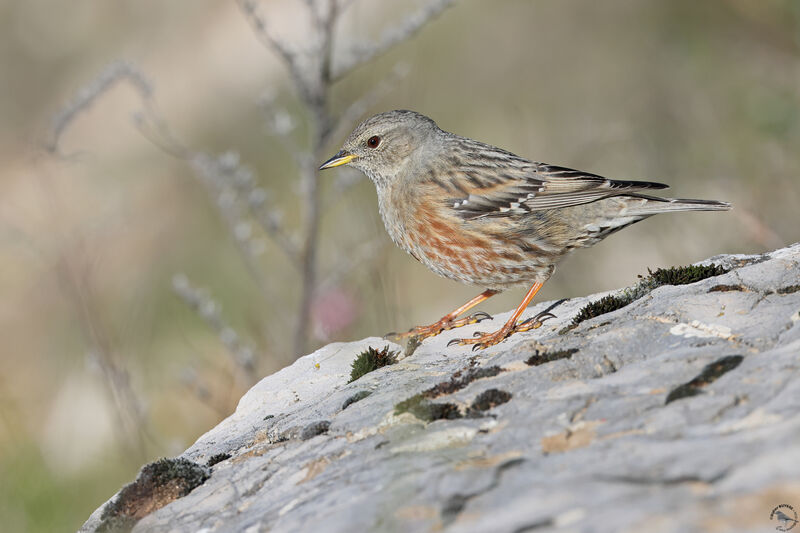 Alpine Accentor