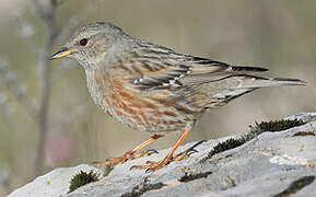 Alpine Accentor