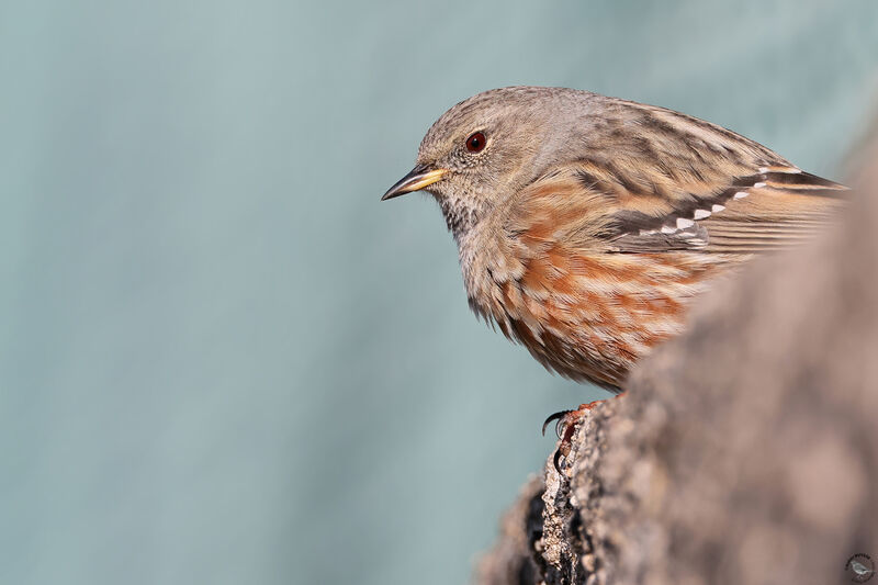 Alpine Accentor