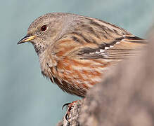 Alpine Accentor