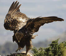 Golden Eagle