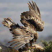 Golden Eagle