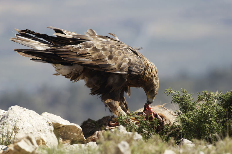 Golden Eagle