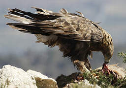 Golden Eagle