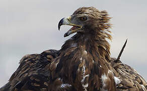 Golden Eagle