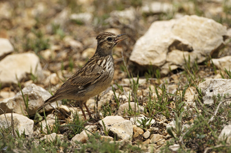 Alouette luluadulte