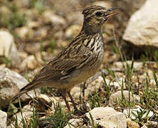 Woodlark