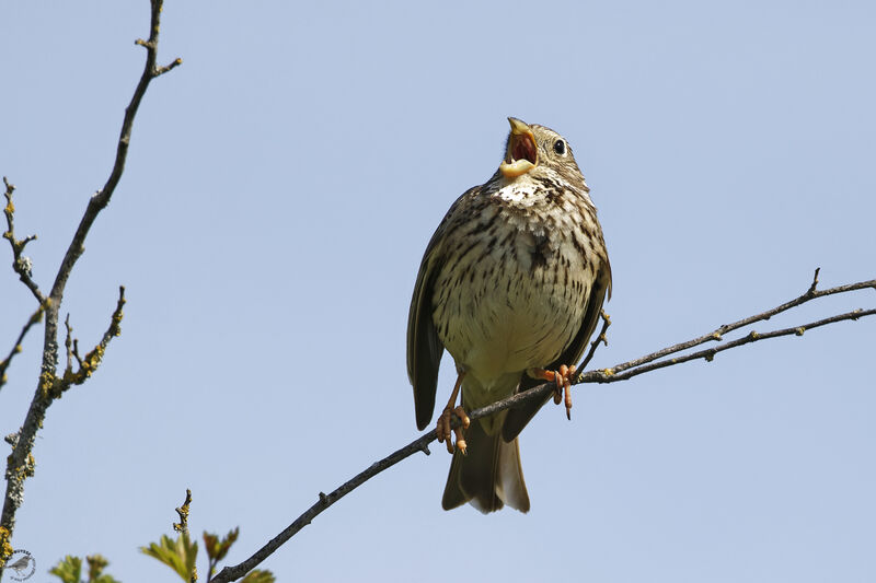 Corn Buntingadult, song