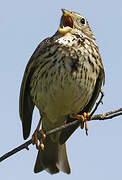 Corn Bunting