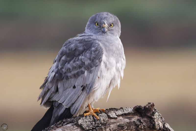 Montagu's Harrier male adult