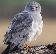 Montagu's Harrier