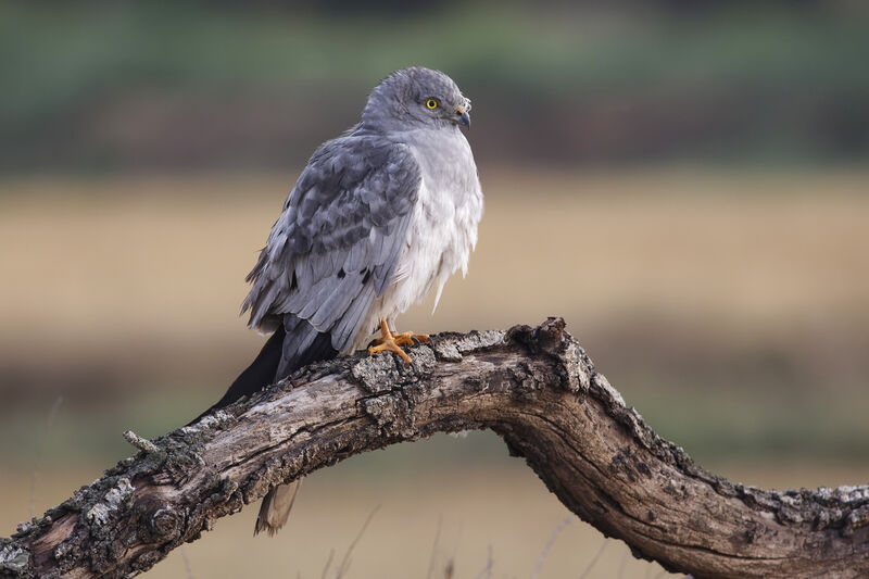 Montagu's Harrier