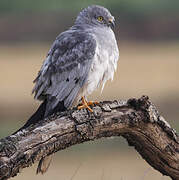 Montagu's Harrier