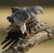 Montagu's Harrier