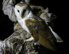 Western Barn Owl