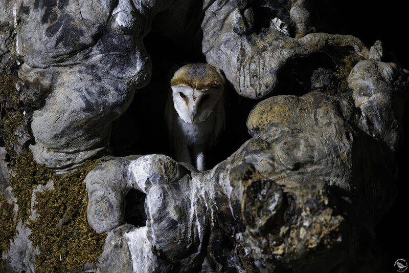 Western Barn Owljuvenile