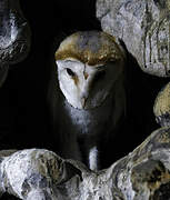 Western Barn Owl