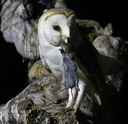 Western Barn Owl