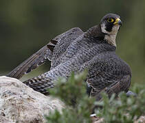 Peregrine Falcon