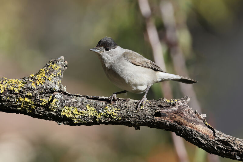 Eurasian Blackcap male adult