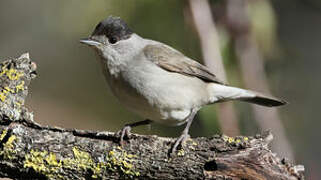 Eurasian Blackcap