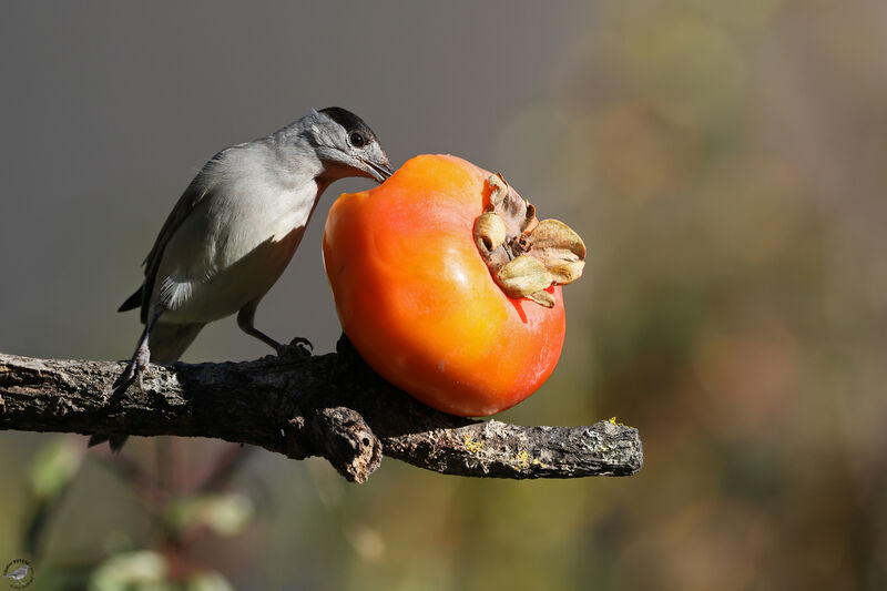 Eurasian Blackcap male adult, eats