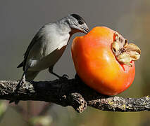 Eurasian Blackcap