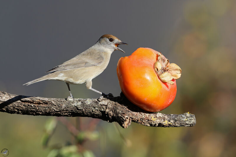 Eurasian Blackcap female adult, eats