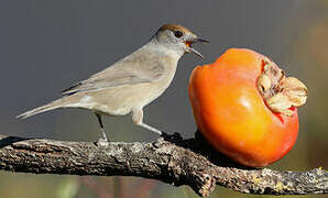 Eurasian Blackcap